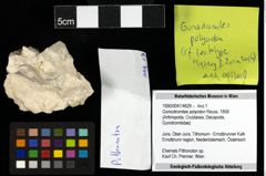 Foto (Objekt + Etiketten) von Goniodromites polyodon (Reuss, 1858) 